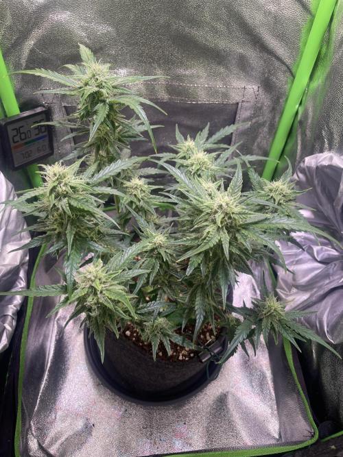 Bubble Kush Auto/RQS. Week 8 - Day 50