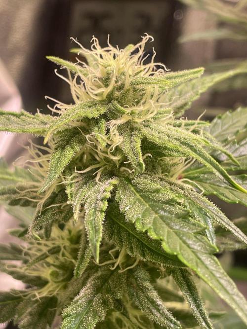 Bubble Kush Auto/RQS. Week 8 - Day 50 - main bud