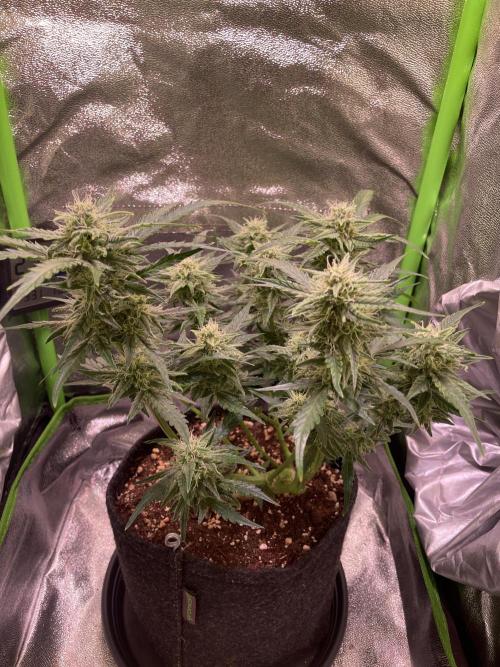Bubble Kush Auto/RQS. Week 8 - Day 51