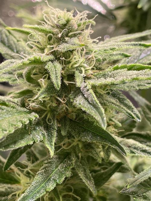 Bubble Kush Auto/RQS. Week 8 - Day 51