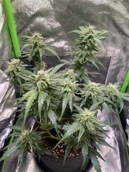 Bubble Kush Auto/RQS. Week 8 - Day 53