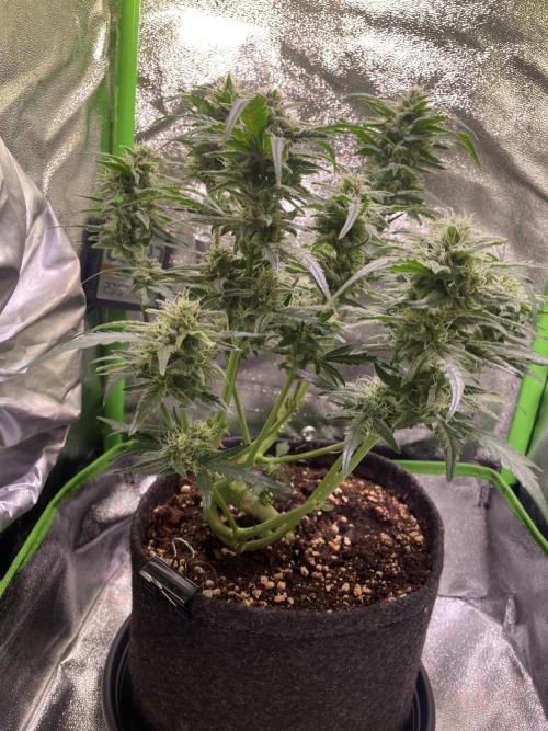 Bubble Kush Auto/RQS. Week 8 - Day 53