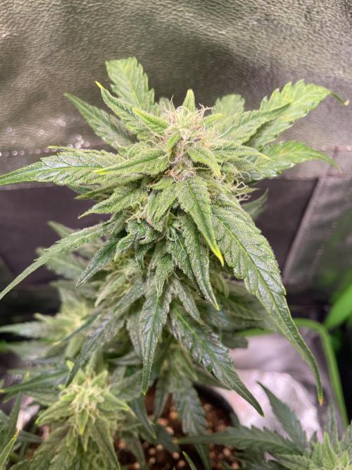 Bubble Kush Auto/RQS. Week 8 - Day 53