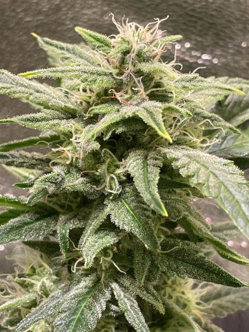 Bubble Kush Auto/RQS. Week 8 - Day 53