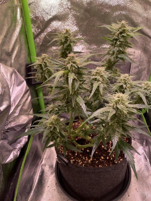 Bubble Kush Auto/RQS. Week 8 - Day 55