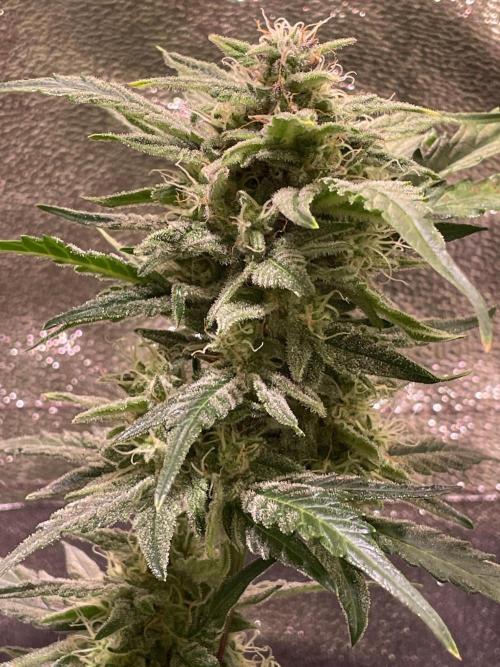 Bubble Kush Auto/RQS. Week 8 - Day 55 - main bud