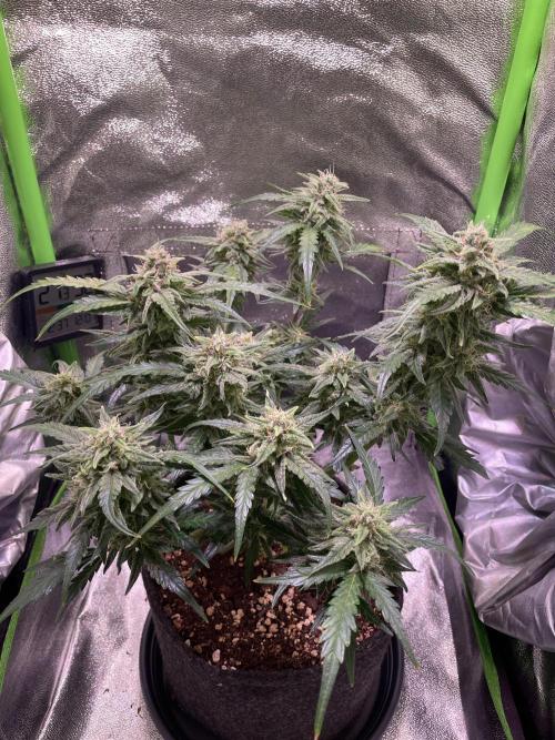 Bubble Kush Auto/RQS. Week 8 - Day 56