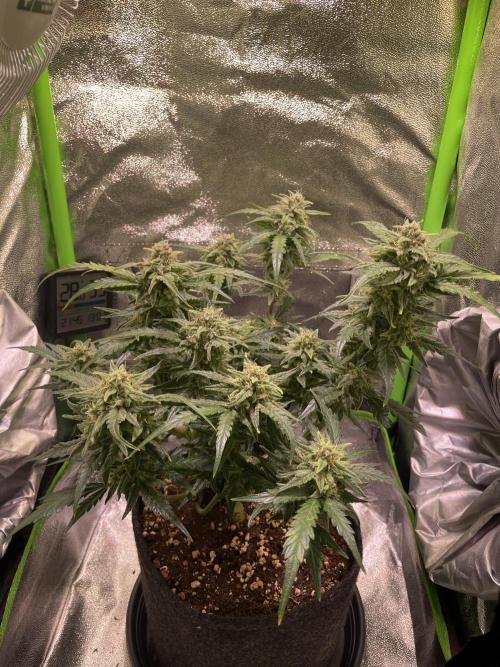 Bubble Kush Auto/RQS. Week 9 - Day 57