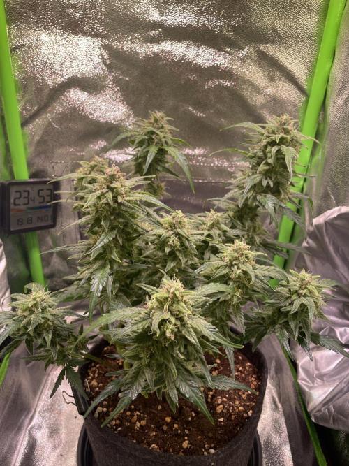 Bubble Kush Auto/RQS. Week 9 - Day 58