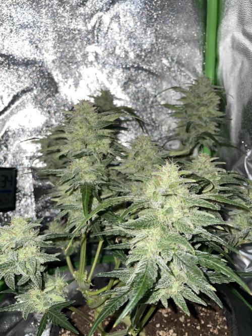 Bubble Kush Auto/RQS. Week 9 - Day 59 - dark and with flash