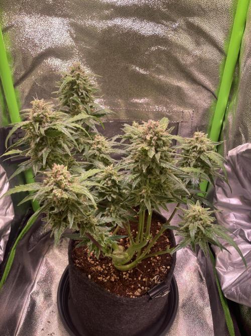 Bubble Kush Auto/RQS. Week 9 - Day 60