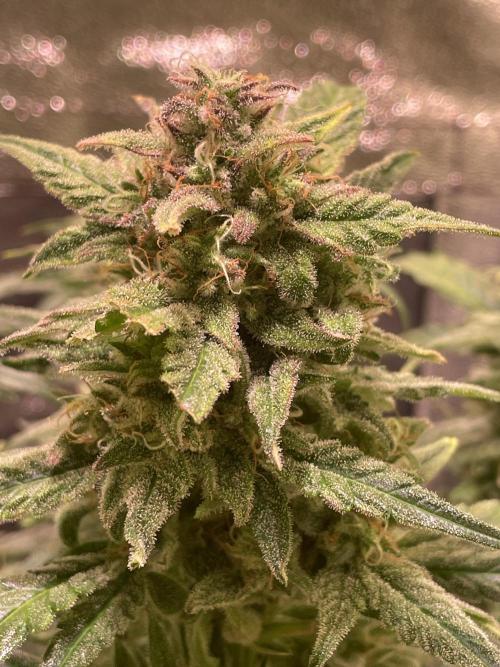 Bubble Kush Auto/RQS. Week 9 - Day 60 - bud