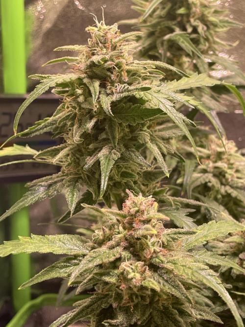 Bubble Kush Auto/RQS. Week 9 - Day 60 - buds