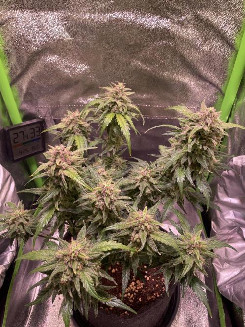 Bubble Kush Auto/RQS. Week 9 - Day 63