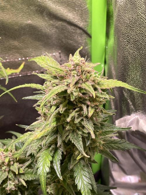 Bubble Kush Auto/RQS. Week 10 - Day 67
