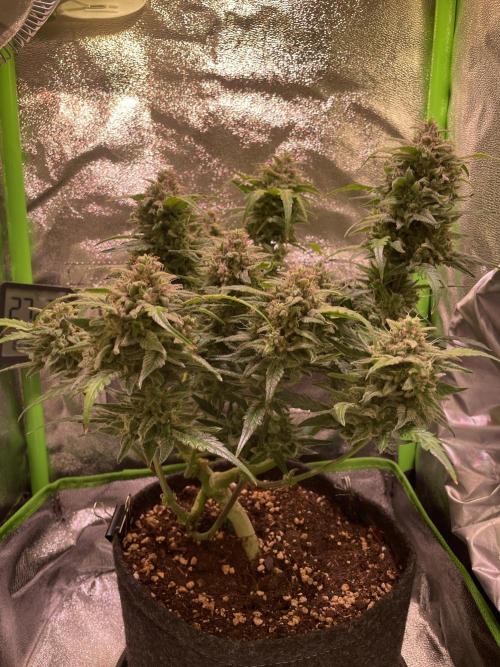 Bubble Kush Auto/RQS. Week 10 - Day 67
