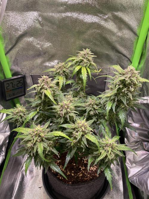 Bubble Kush Auto/RQS. Week 10 - Day 67