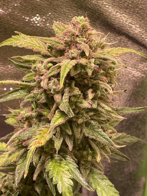 Bubble Kush Auto/RQS. Week 10 - Day 69