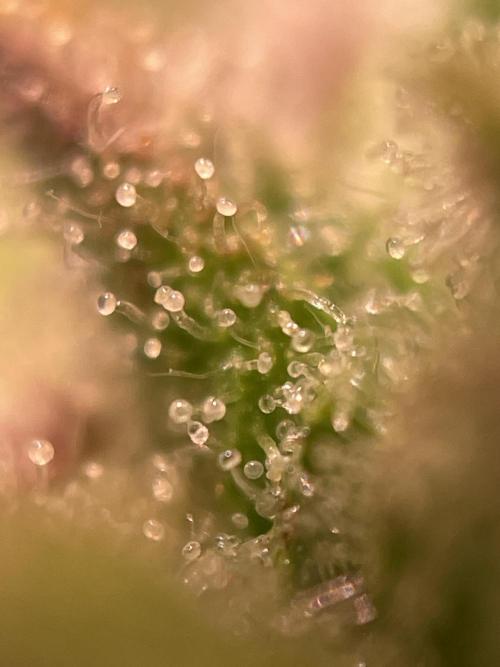 Bubble Kush Auto/RQS. Week 10 - Day 69