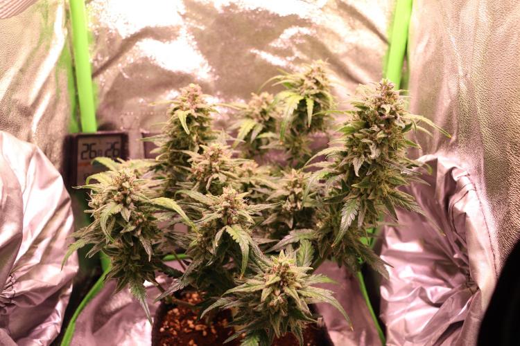 Bubble Kush Auto/RQS. Week 10 - Day 65