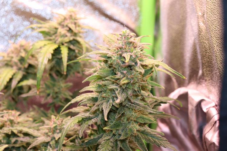 Bubble Kush Auto/RQS. Week 10 - Day 65