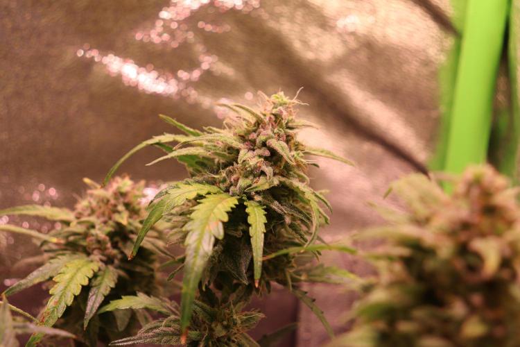 Bubble Kush Auto/RQS. Week 10 - Day 65