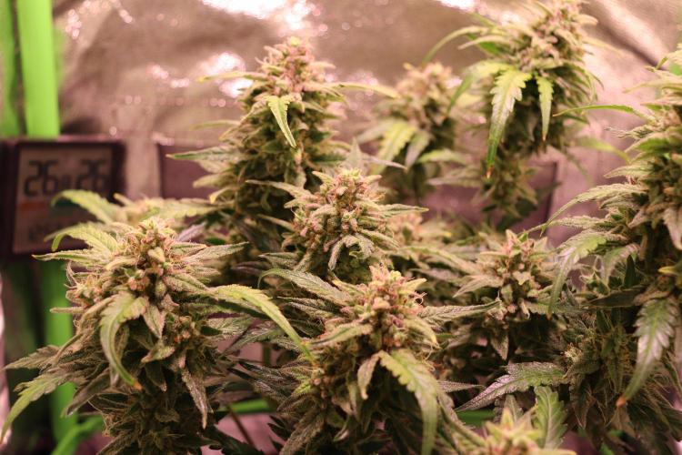 Bubble Kush Auto/RQS. Week 10 - Day 65