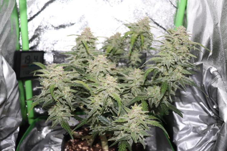 Bubble Kush Auto/RQS. Week 10 - Day 65