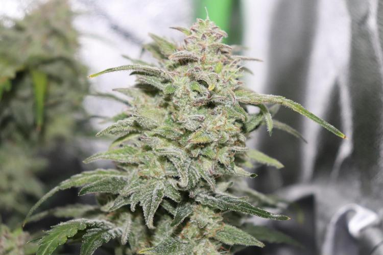 Bubble Kush Auto/RQS. Week 10 - Day 65