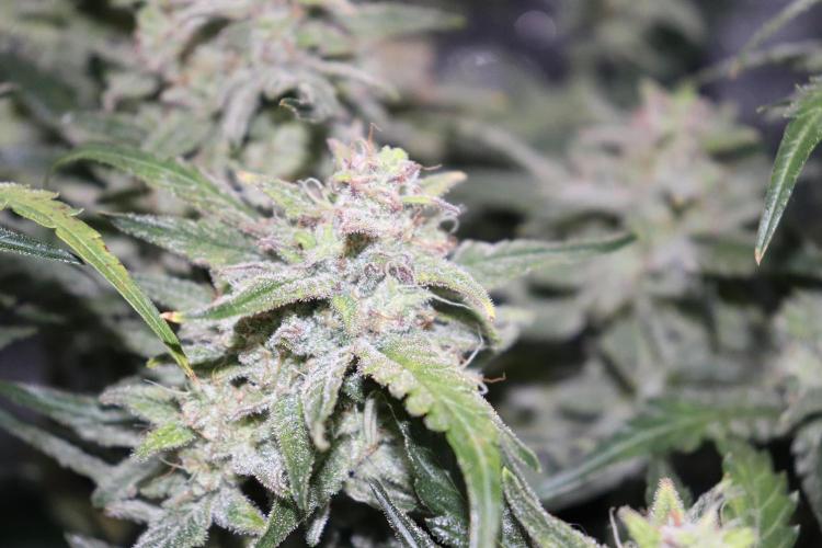 Bubble Kush Auto/RQS. Week 10 - Day 65