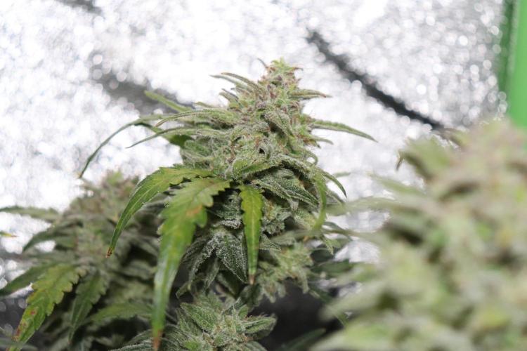 Bubble Kush Auto/RQS. Week 10 - Day 65