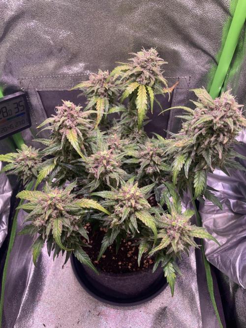 Bubble Kush Auto/RQS. Week 11 - Day 71