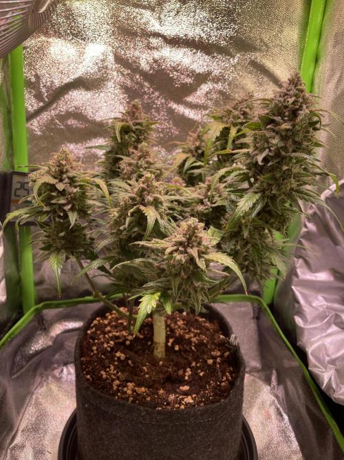 Bubble Kush Auto/RQS. Week 11 - Day 74