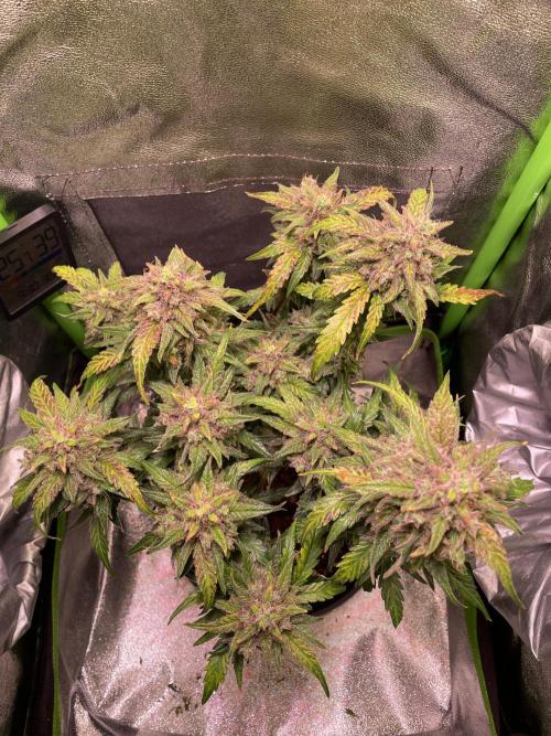 Bubble Kush Auto/RQS. Week 11 - Day 74