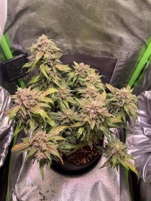 Bubble Kush Auto/RQS. Week 11 - Day 75