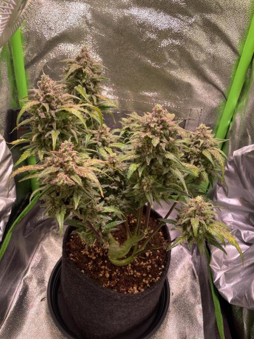 Bubble Kush Auto/RQS. Week 11 - Day 75