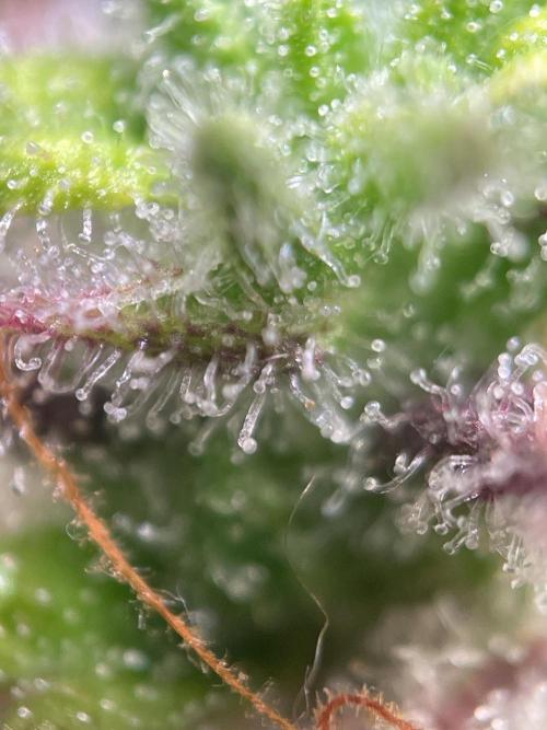 Bubble Kush Auto/RQS. Week 11 - Day 75