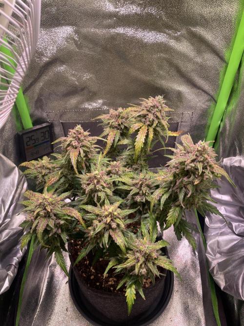 Bubble Kush Auto/RQS. Week 11 - Day 76