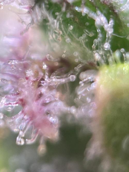 Bubble Kush Auto/RQS. Week 11 - Day 77