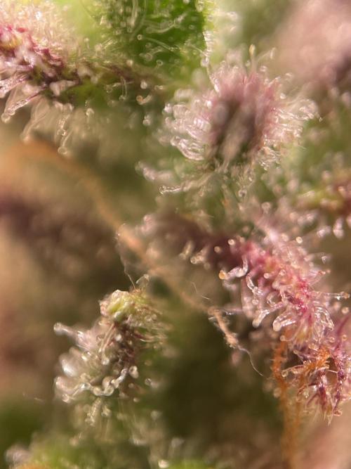 Bubble Kush Auto/RQS. Week 11 - Day 77