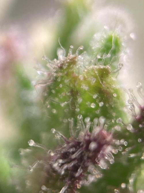 Bubble Kush Auto/RQS. Week 11 - Day 77