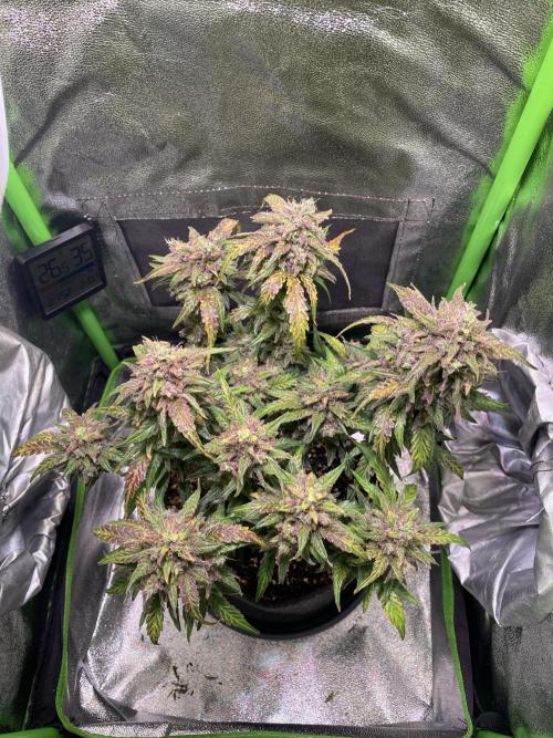 Bubble Kush Auto/RQS. Week 11 - Day 77