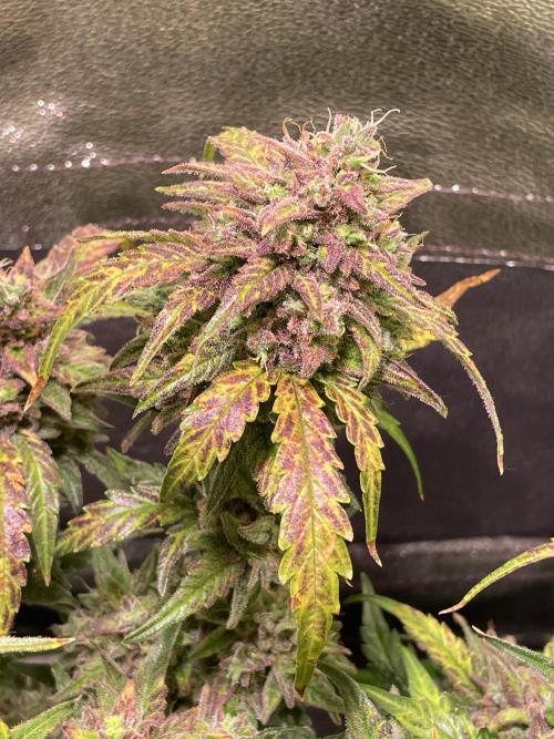 Bubble Kush Auto/RQS. Week 11 - Day 77