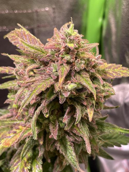 Bubble Kush Auto/RQS. Week 11 - Day 77