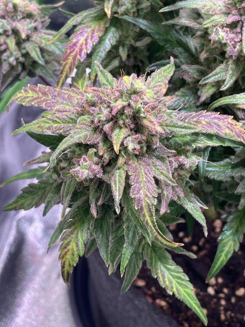 Bubble Kush Auto/RQS. Week 11 - Day 77