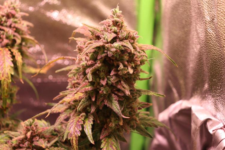 Bubble Kush Auto/RQS. Week 12 - Day 79