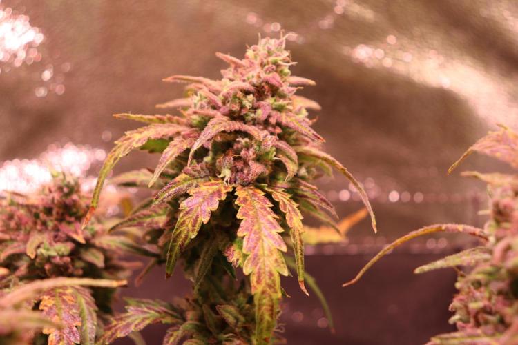 Bubble Kush Auto/RQS. Week 12 - Day 79