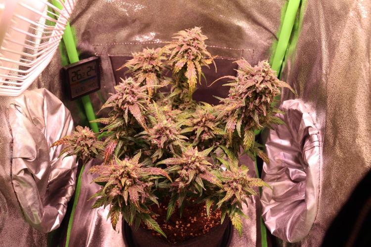 Bubble Kush Auto/RQS. Week 12 - Day 79