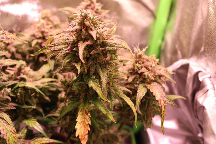 Bubble Kush Auto/RQS. Week 12 - Day 79