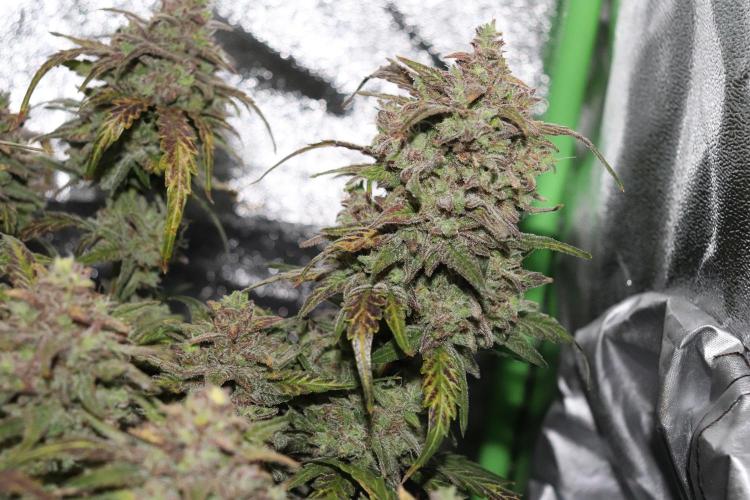 Bubble Kush Auto/RQS. Week 12 - Day 79